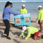 Llegada de medusas a Progreso: medidas de prevención en playas