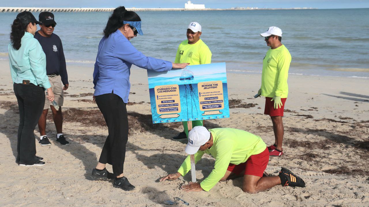 Llegada de medusas a Progreso medidas de prevención en playas