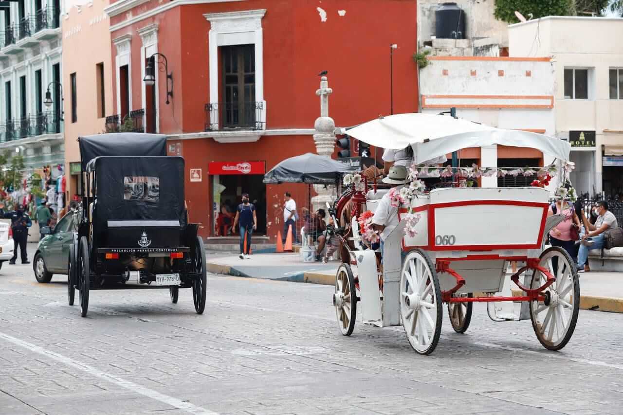 Caballos de calesas serán protegidos con medidas municipales