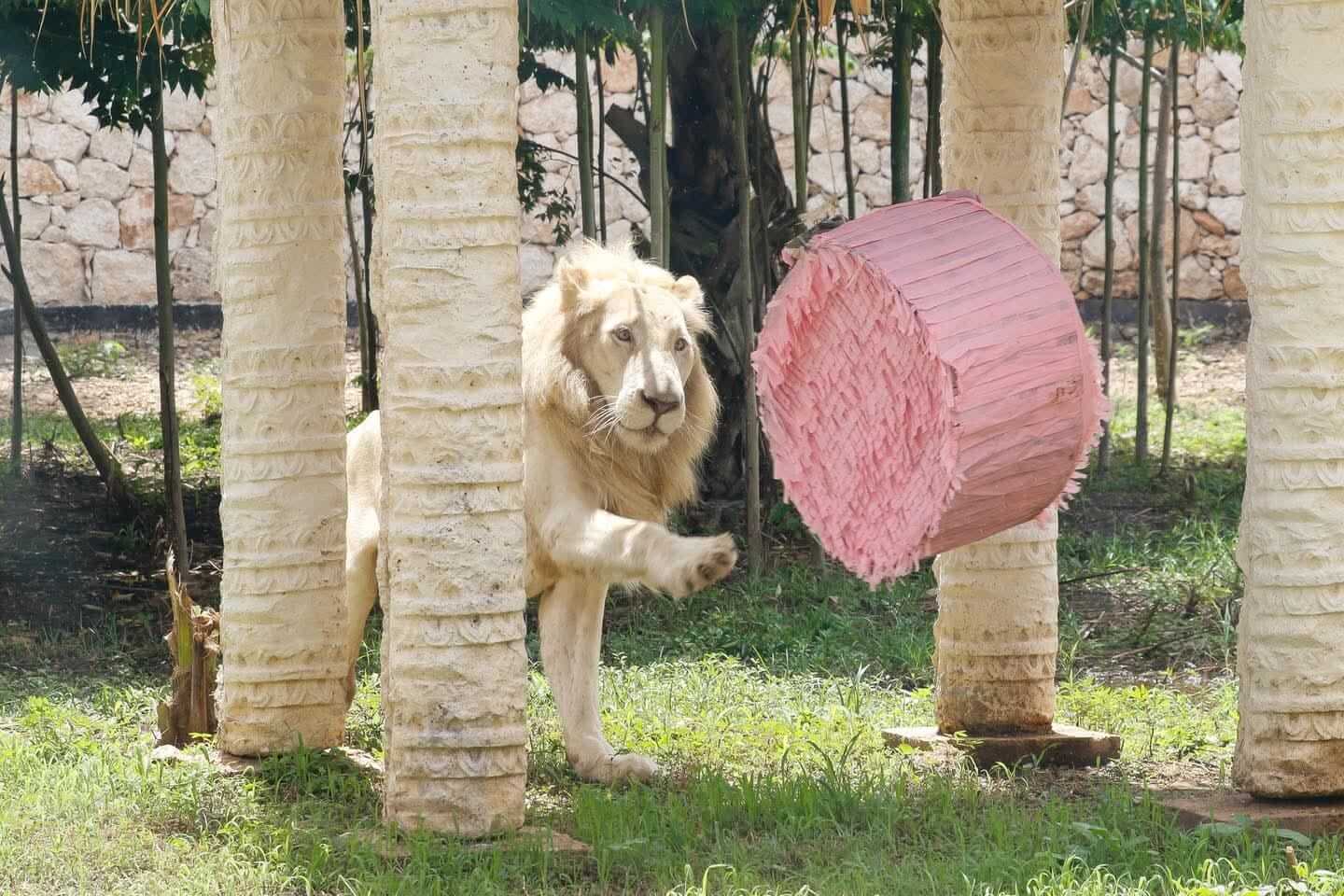 Felinario Balam Balam impulsa conservación de jaguares y ocelotes en Mérida