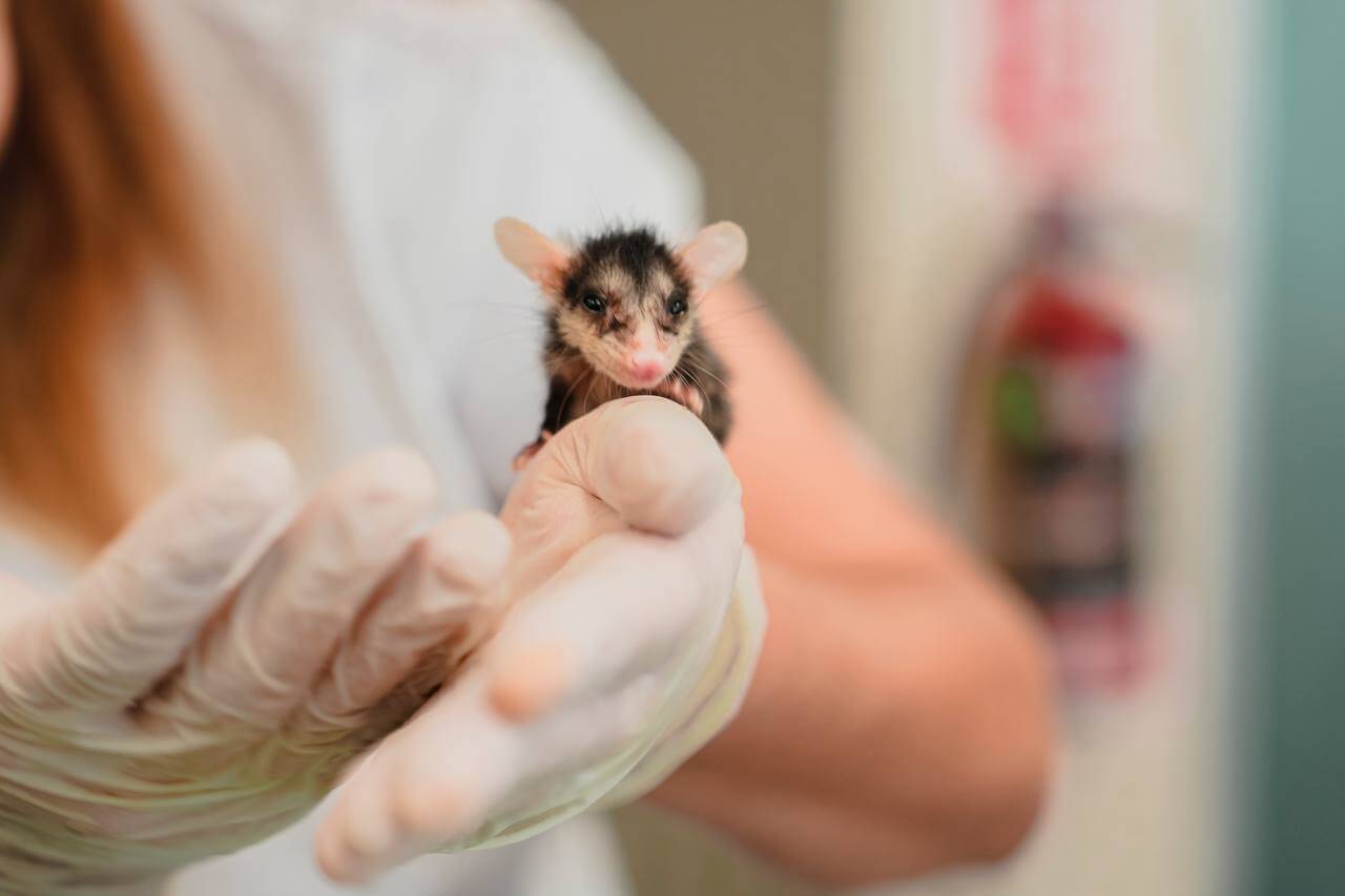 Centro de rescate Animaya registra 35% de reintegración a hábitat natural