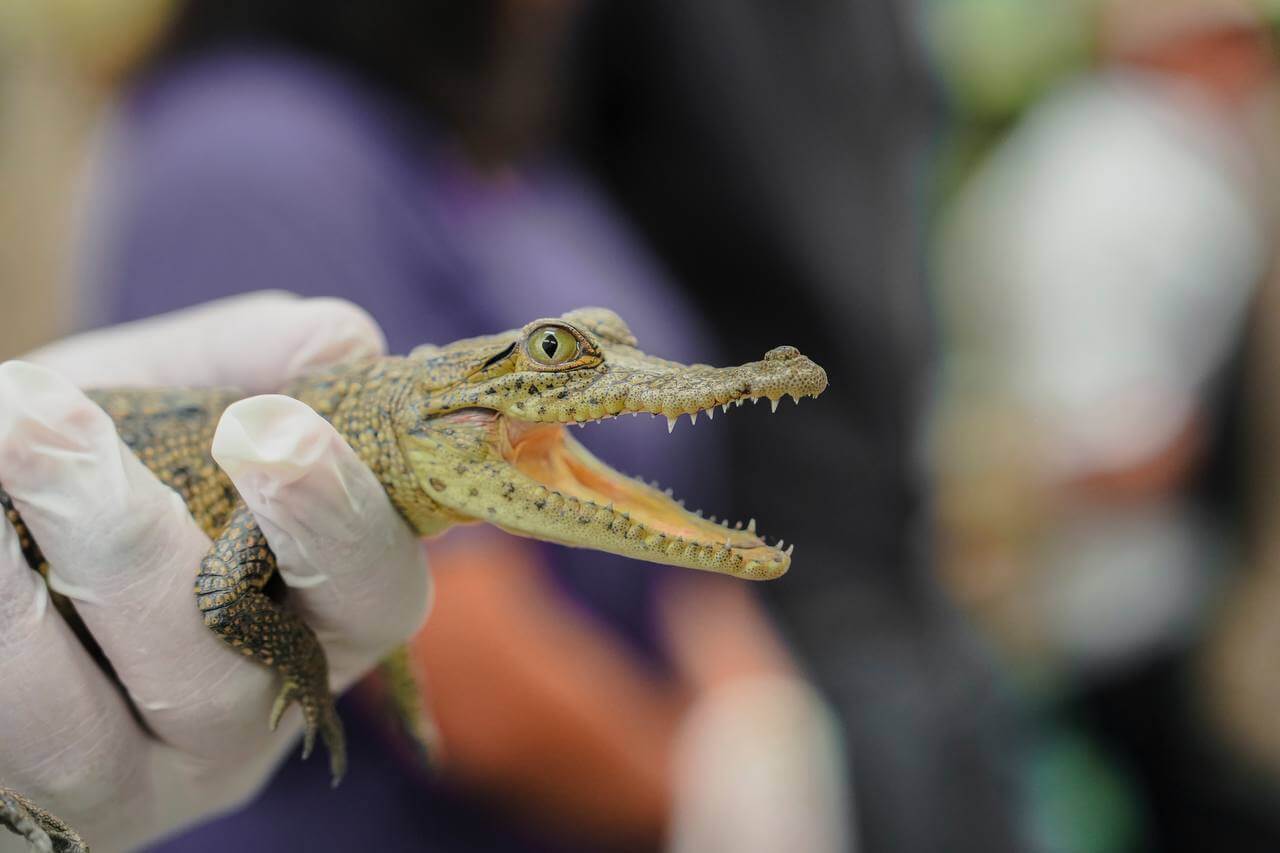 Centro de rescate Animaya registra 35% de reintegración a hábitat natural