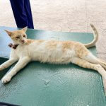 Gato del IMSS de Ciudad Caucel se encuentra desaparecido
