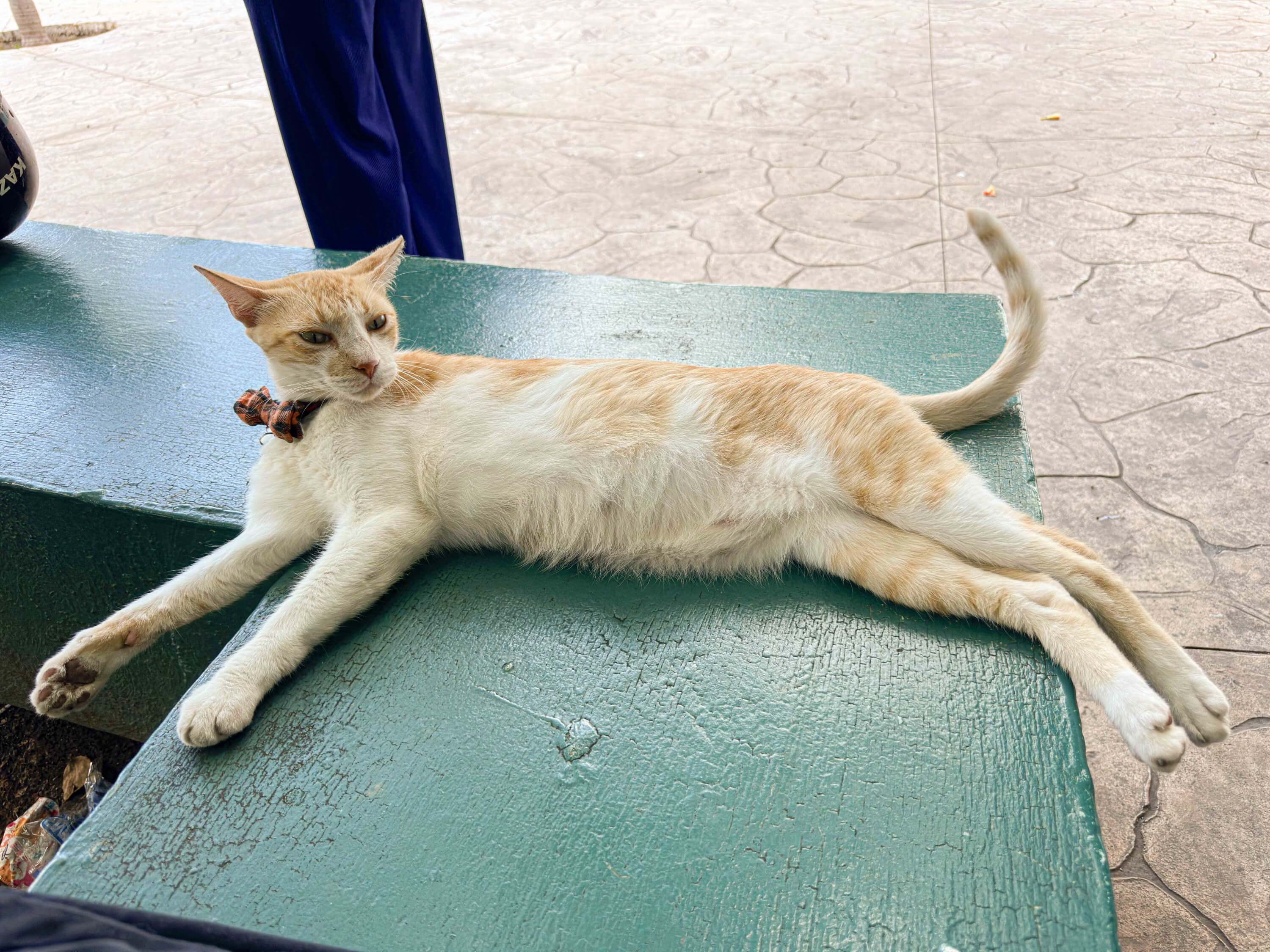 Michimss o gato del IMSS