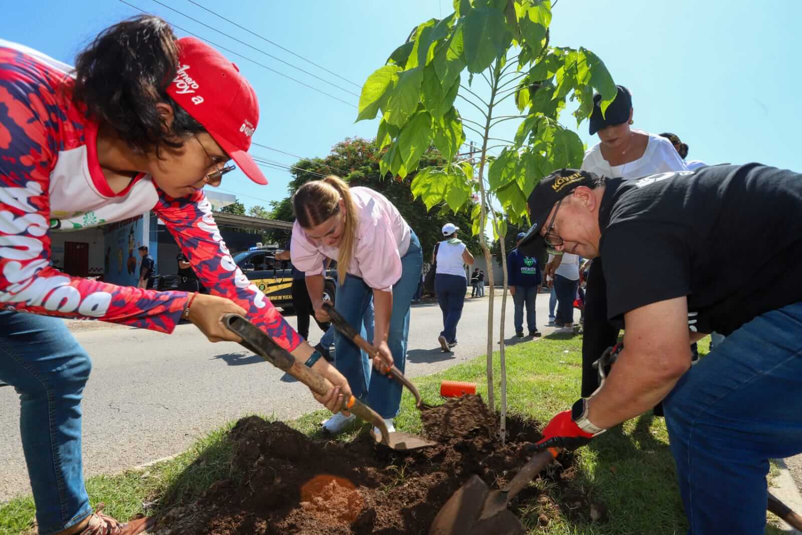 Árbol 100 con valor cultural se declara en la colonia Mulsay
