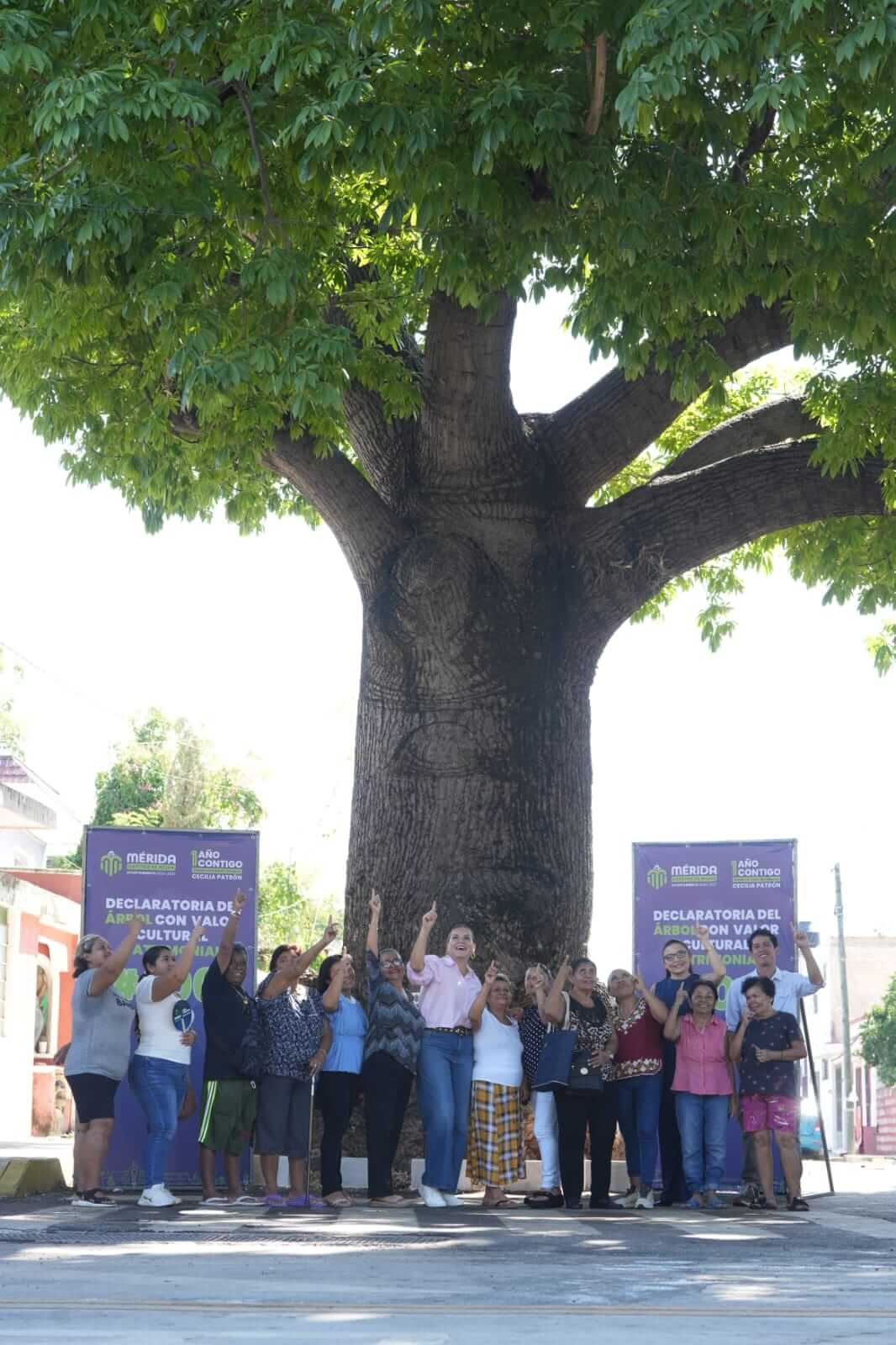 Árbol 100 con valor cultural se declara en la colonia Mulsay
