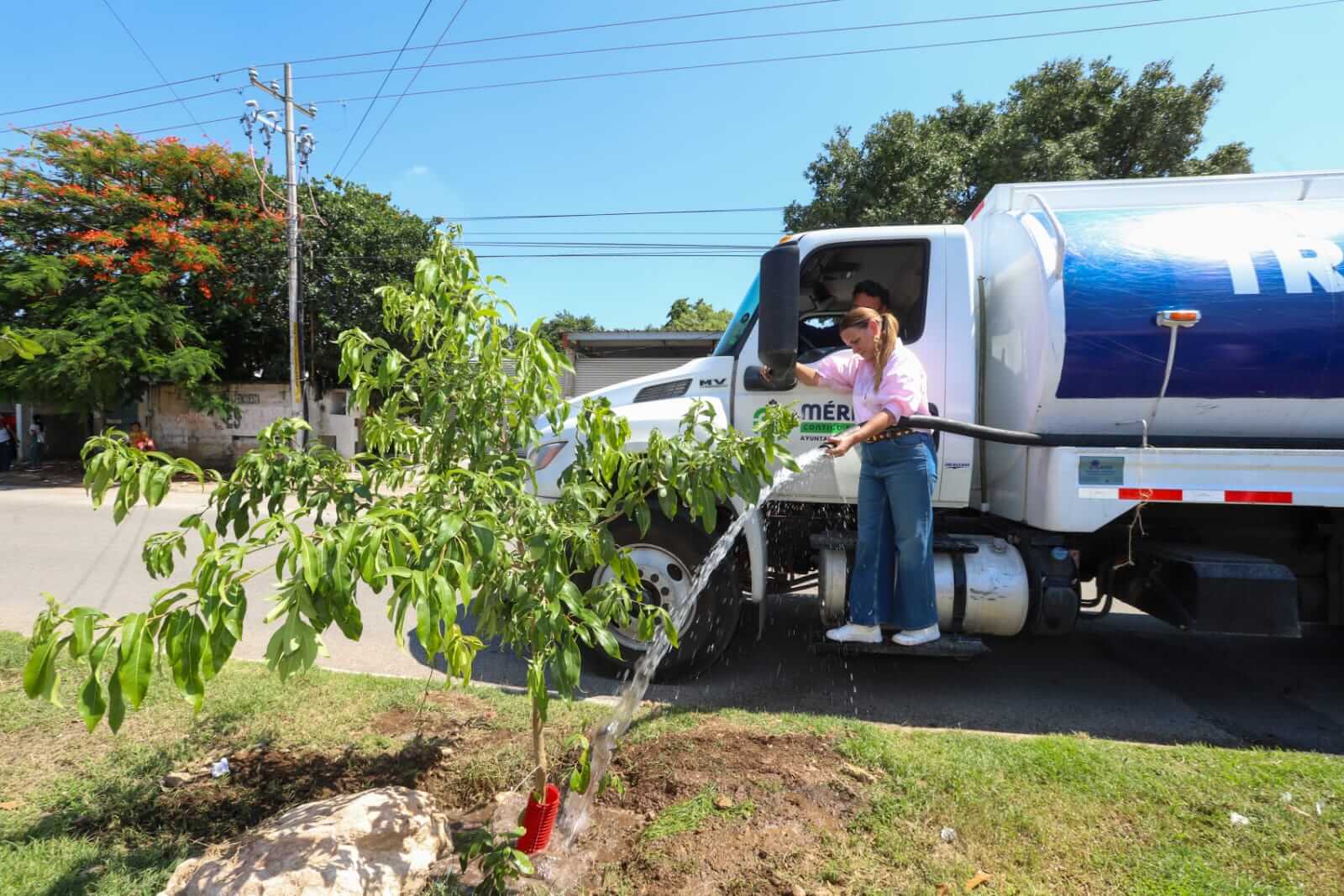Árbol 100 con valor cultural se declara en la colonia Mulsay