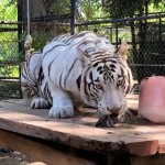 Tigre blanco de Mérida es trasladado al felinario Balam Balam en Animaya