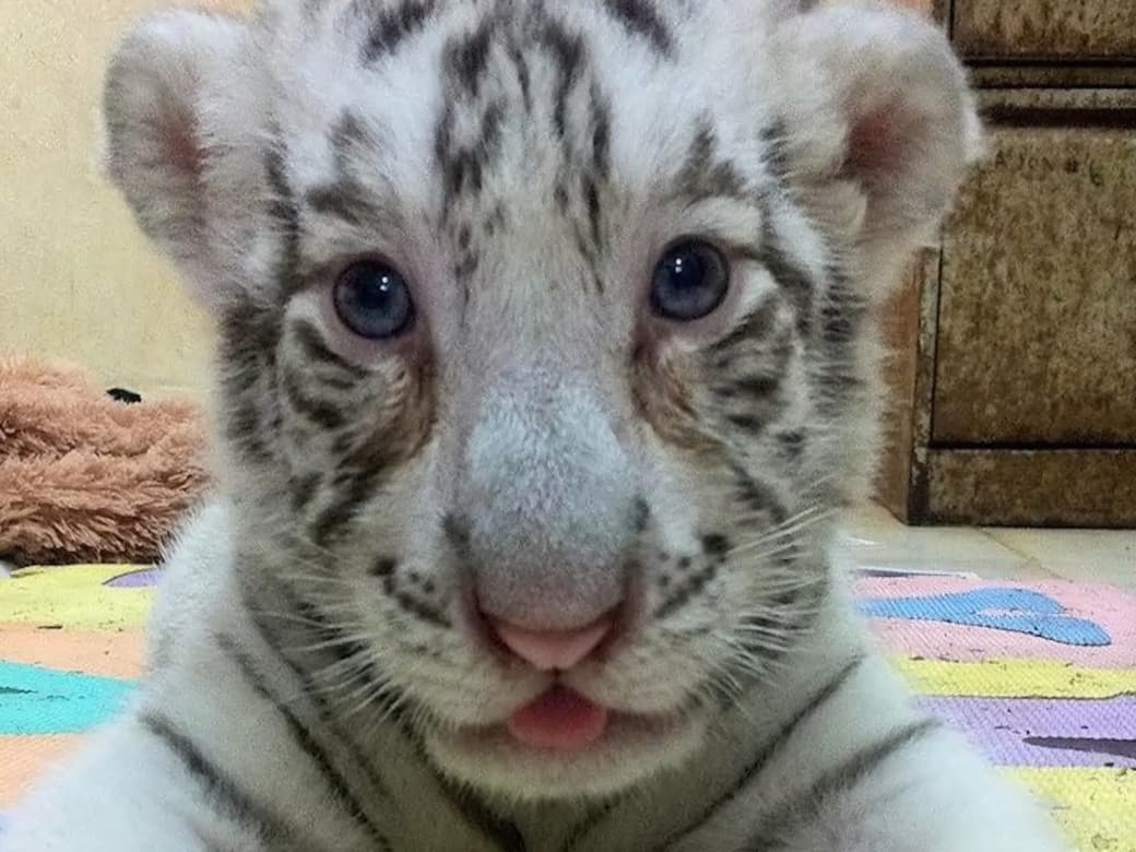 Tigre blanco de Mérida es trasladado al felinario Balam Balam en Animaya