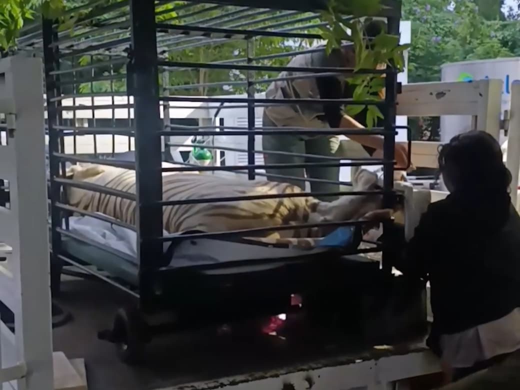 Tigre blanco de Mérida es trasladado al felinario Balam Balam en Animaya