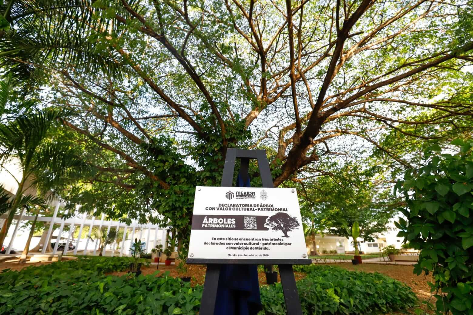 Patrimonio verde en Mérida protege 174 árboles en la ciudad