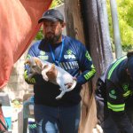 Protección animal en Mérida atiende más de 1,300 reportes de maltrato
