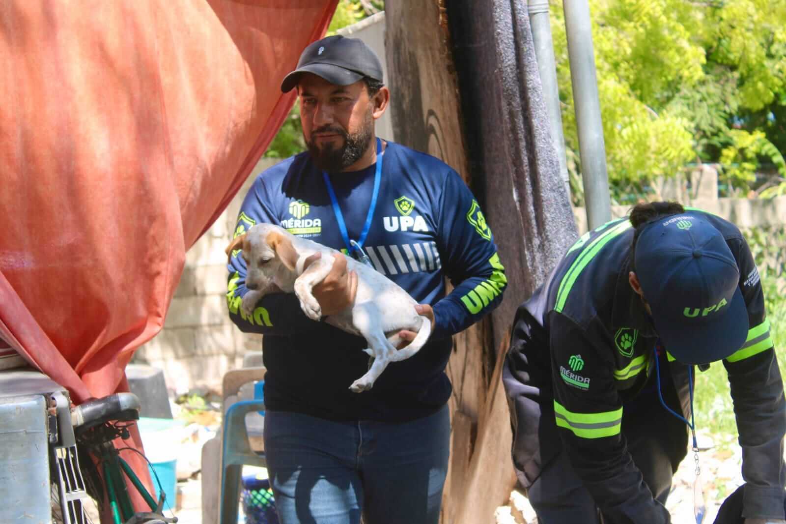 Protección animal en Mérida atiende más de 1,300 reportes de maltrato
