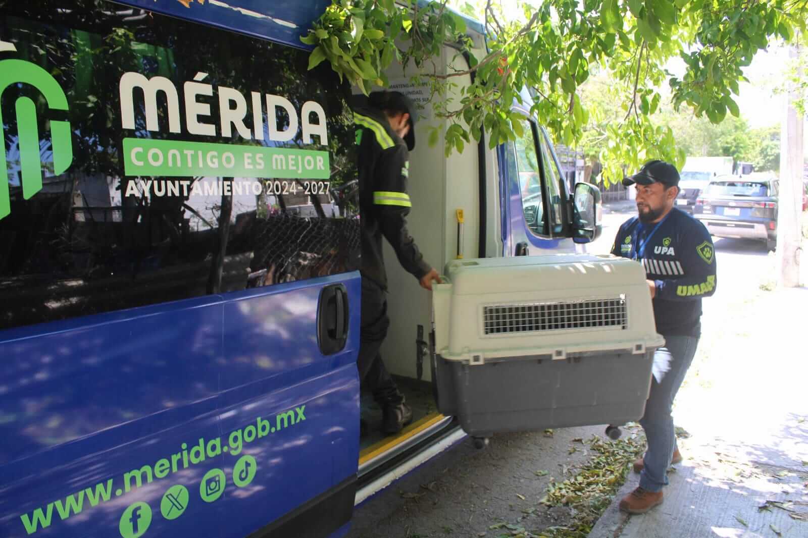 Protección animal en Mérida atiende más de 1,300 reportes de maltrato