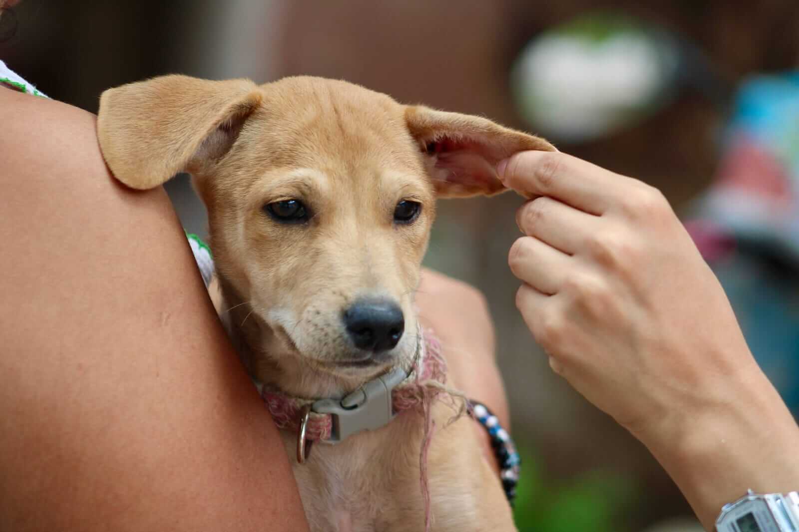 Protección animal en Mérida atiende más de 1,300 reportes de maltrato